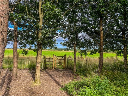 woodland garden